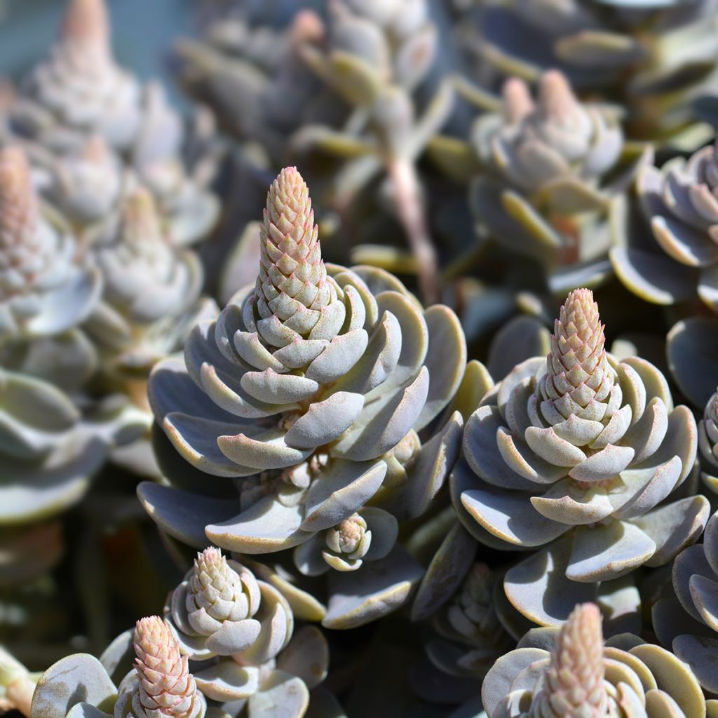 Orostachys iwarenge - Chapeau chinois