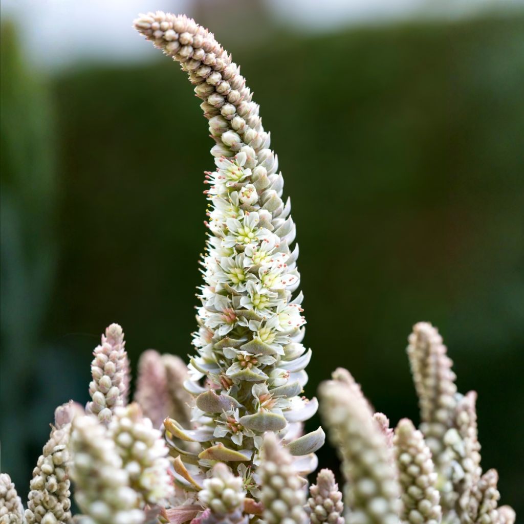 Orostachys iwarenge - Chapeau chinois