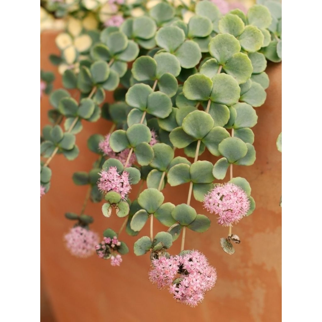 Sedum sieboldii sieboldii