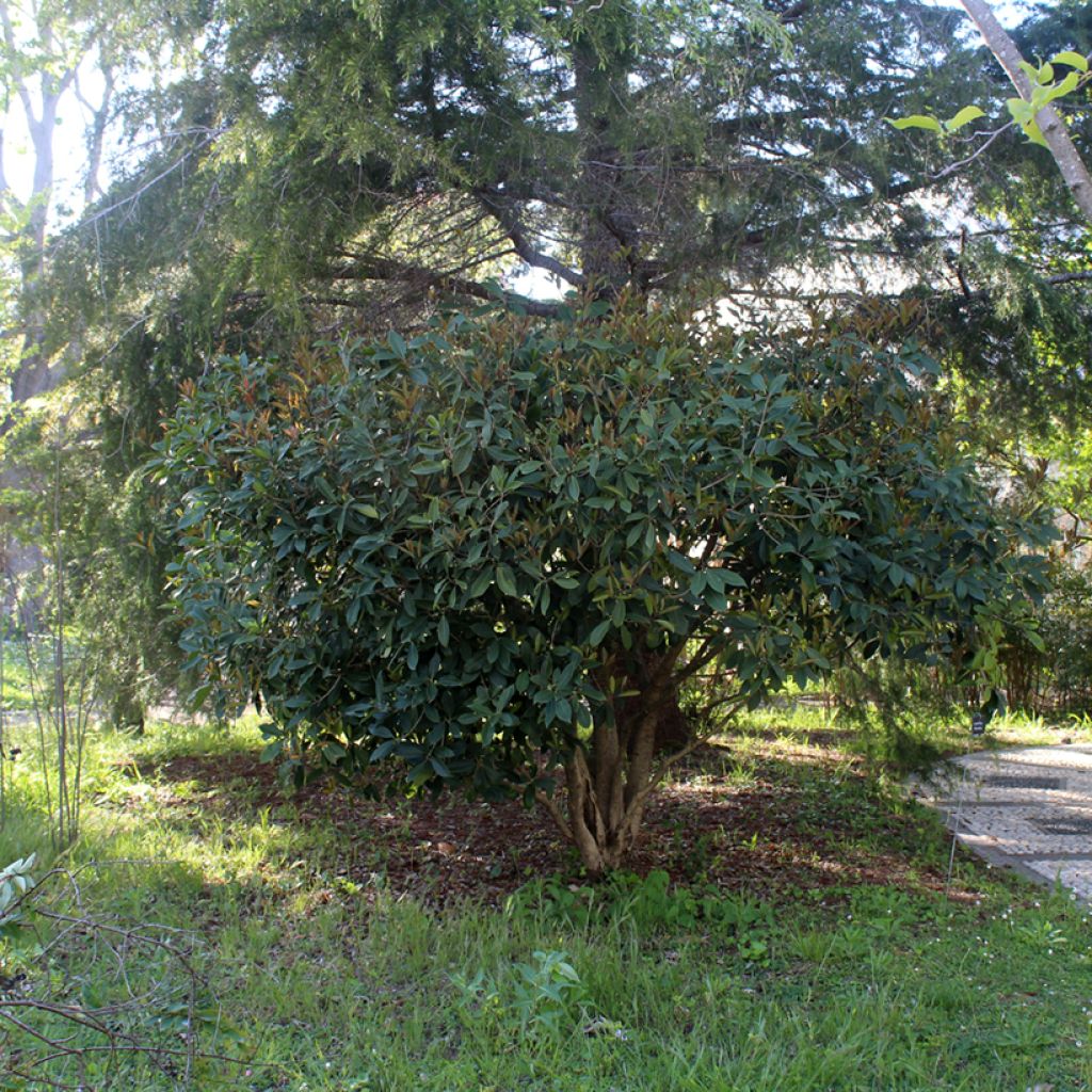 Osmanthus fragans - Osmanthe parfumé