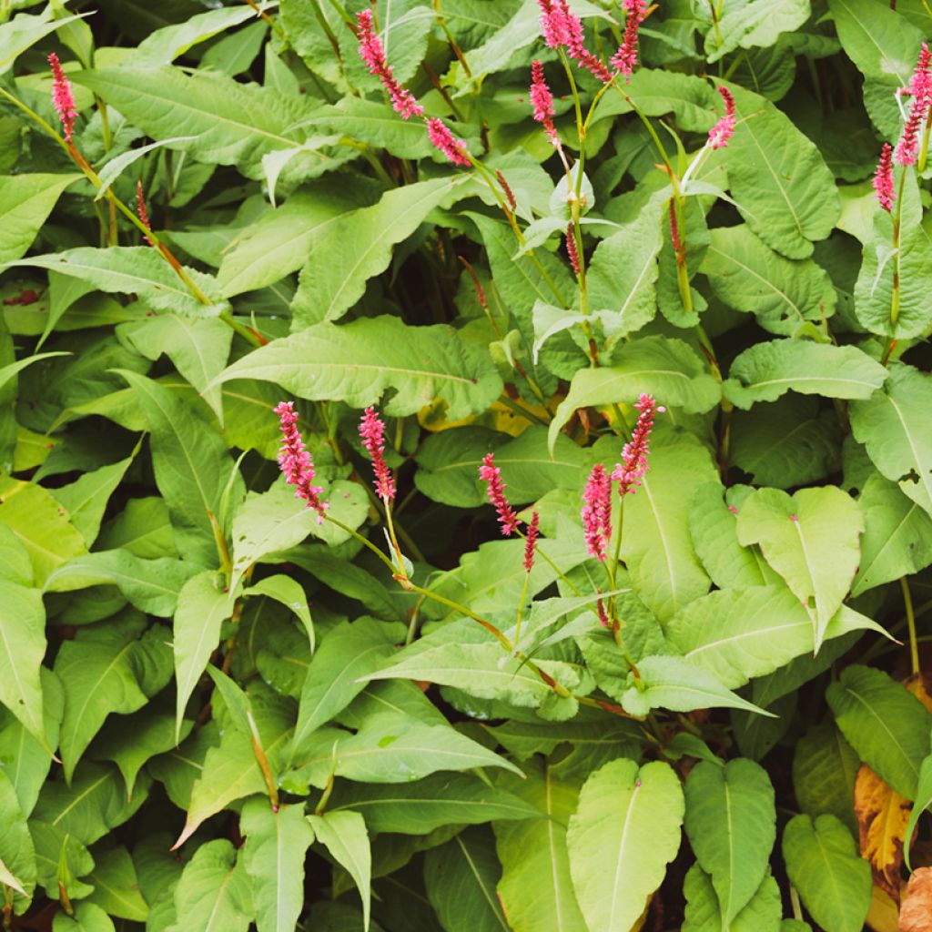 Persicaria amplexicaulis Amethyst Summer