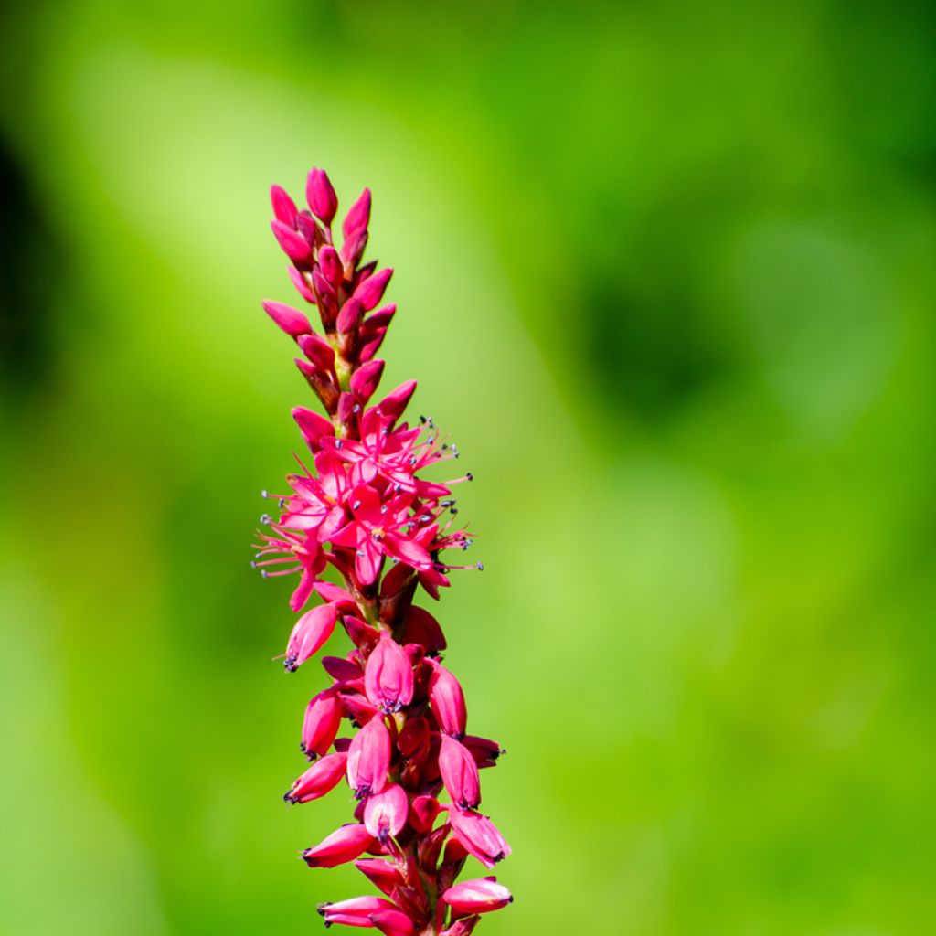 Persicaria amplexicaulis Amethyst Summer