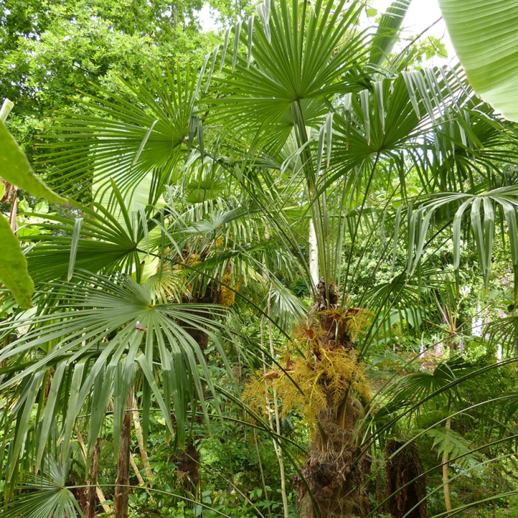 Palmier de Chine - Trachycarpus fortunei