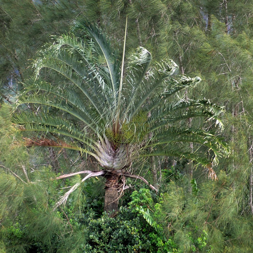 Dypsis decaryi