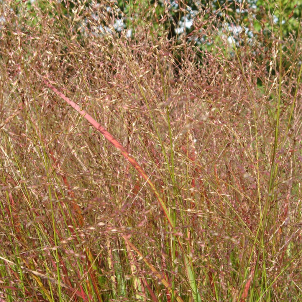Panic érigé - Panicum virgatum Hanse Herms