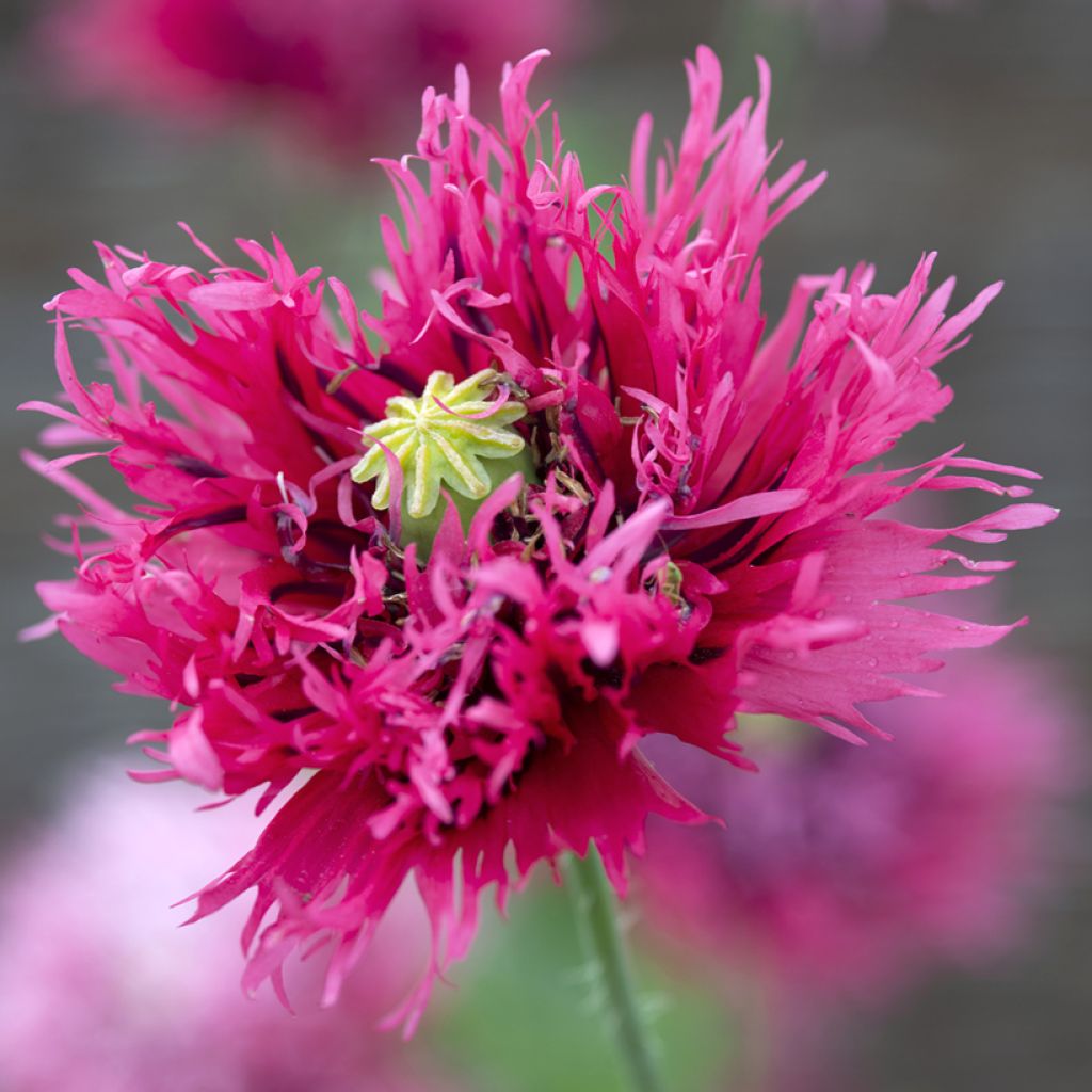 Papaver somniferum Rose Feathers em sementes