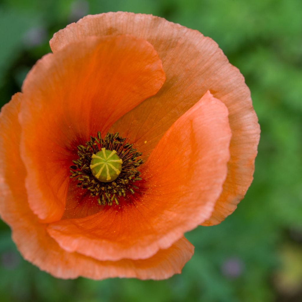 Pavot d'Orient Harvest Moon - Papaver orientale