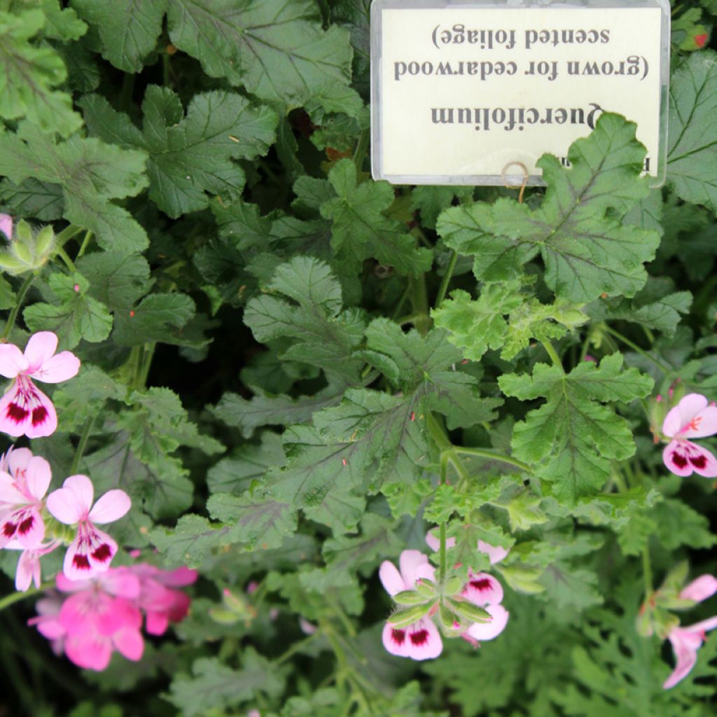 Pelargonium quercifolium