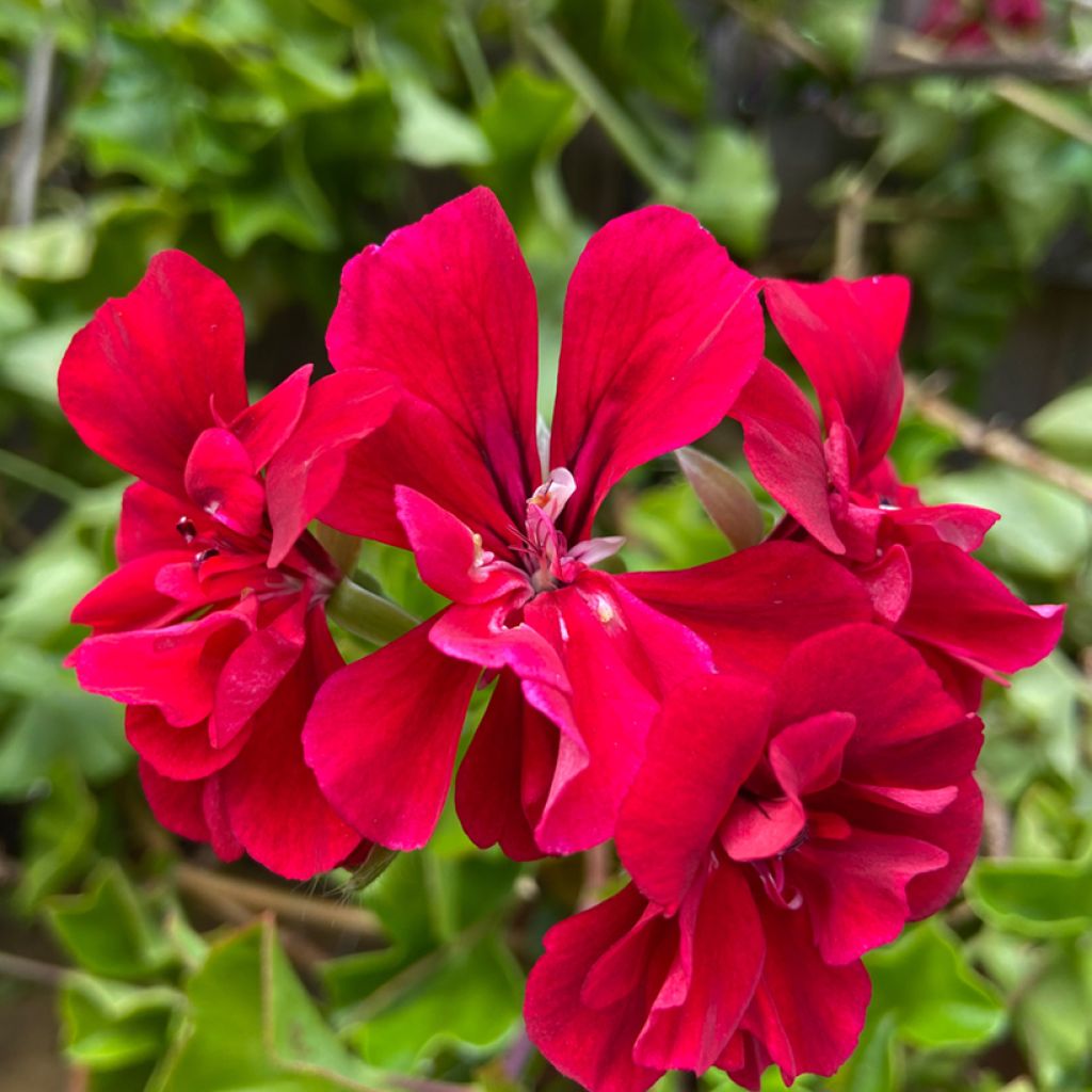 Géranium lierre à feuillage sombre Moonflair Red