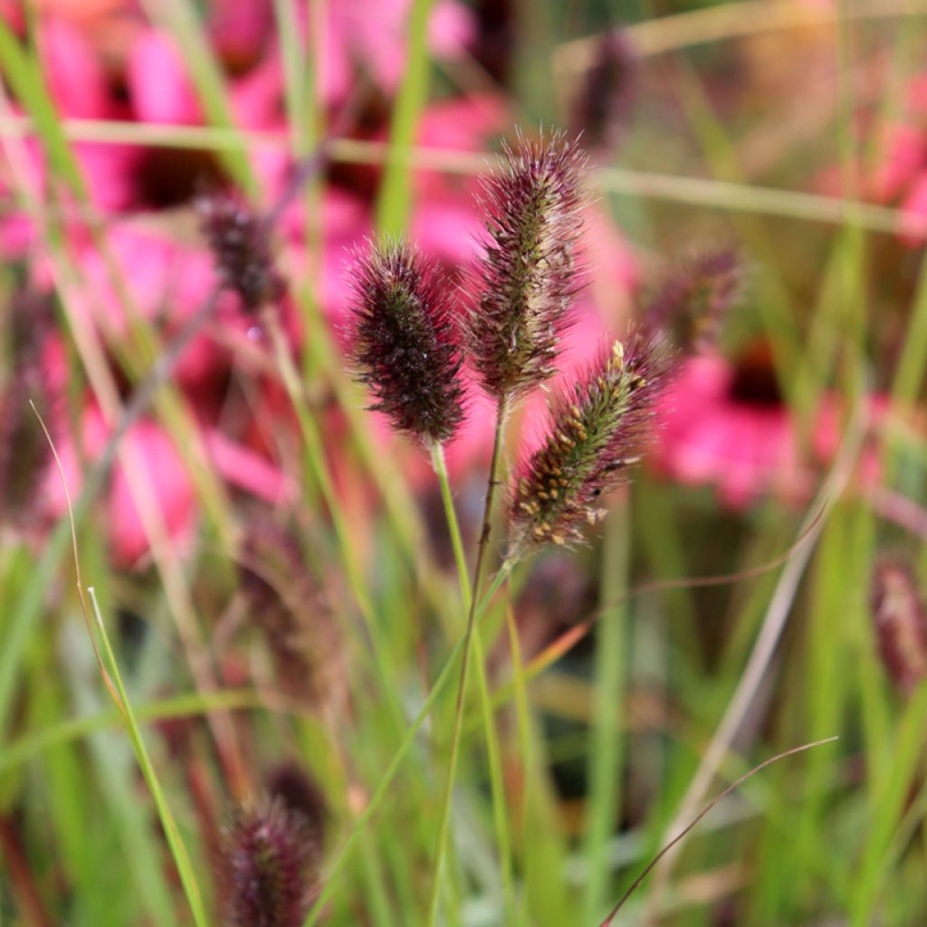 Pennisetum massaicum Red Button - Herbe aux écouvillons rouges