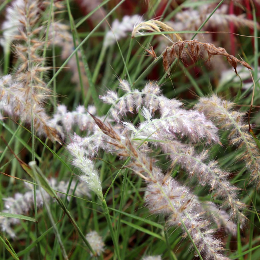 Pennisetum orientale JS Dance With Me