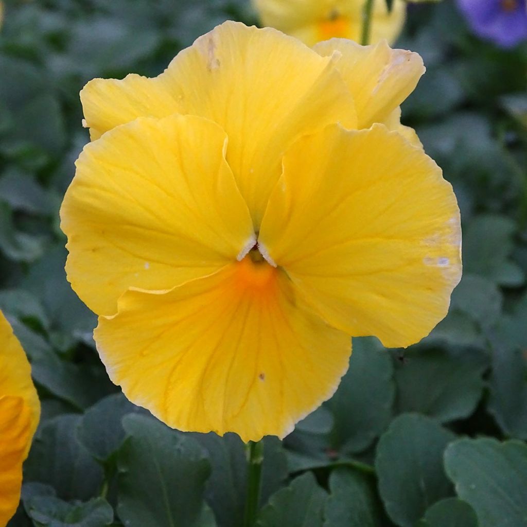 Pensée à grandes fleurs Carrera Lemon