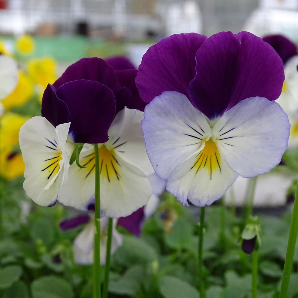 Pensée retombante VIOLET WING  Mini-motte