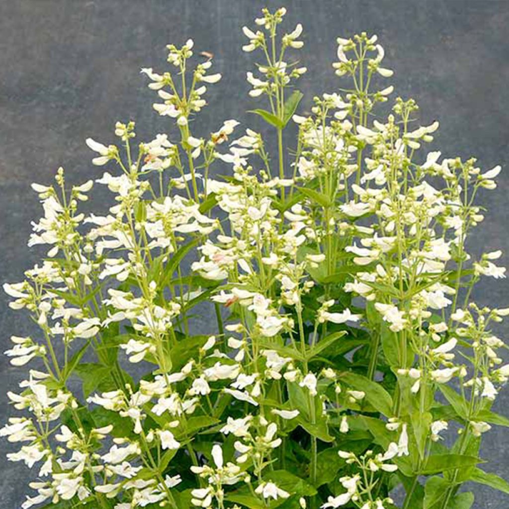 Penstemon Nova Pearl - Galane