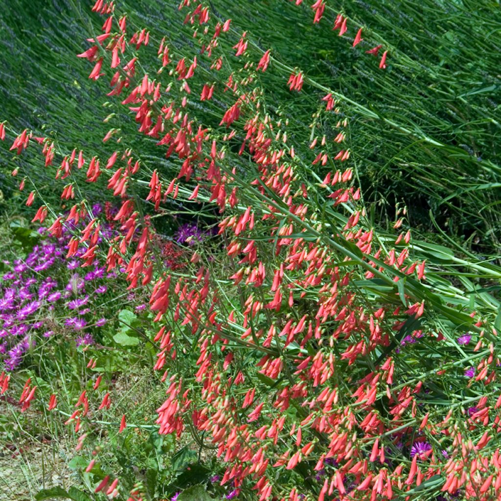 Penstemon barbatus Coccineus - Galane