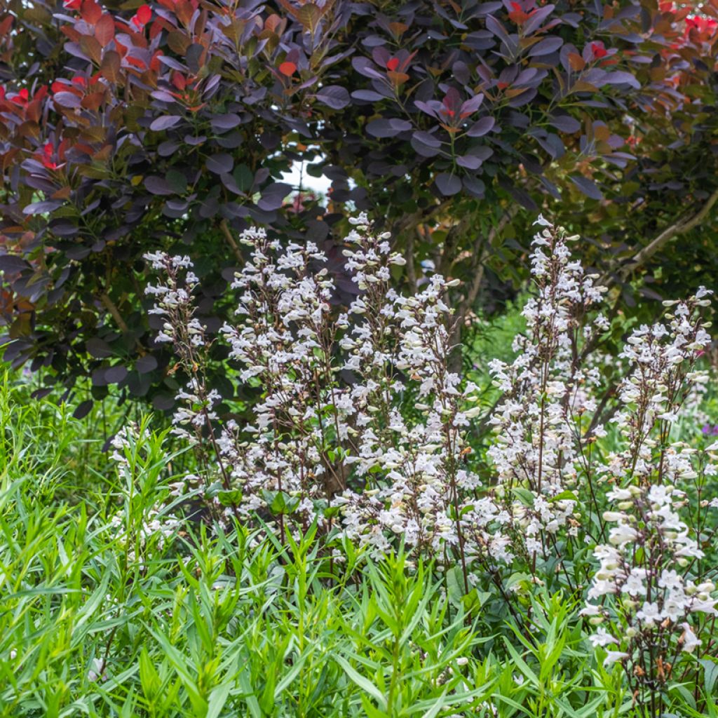 Penstemon hybride Husker Red - Galane