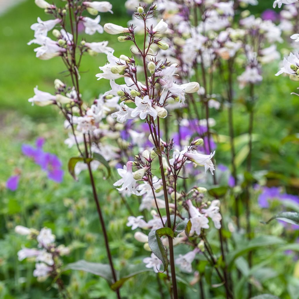 Graines de Penstemon digitalis Husker Red - Galane