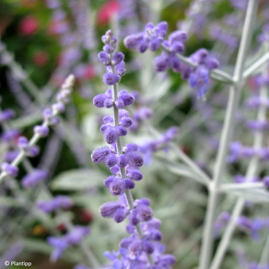 Perovskia Silvery Blue - Sauge d'Afghanistan
