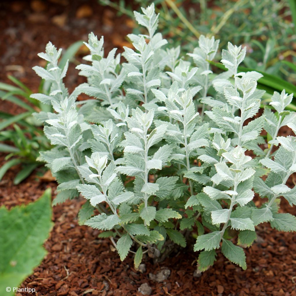 Perovskia Silvery Blue - Sauge d'Afghanistan