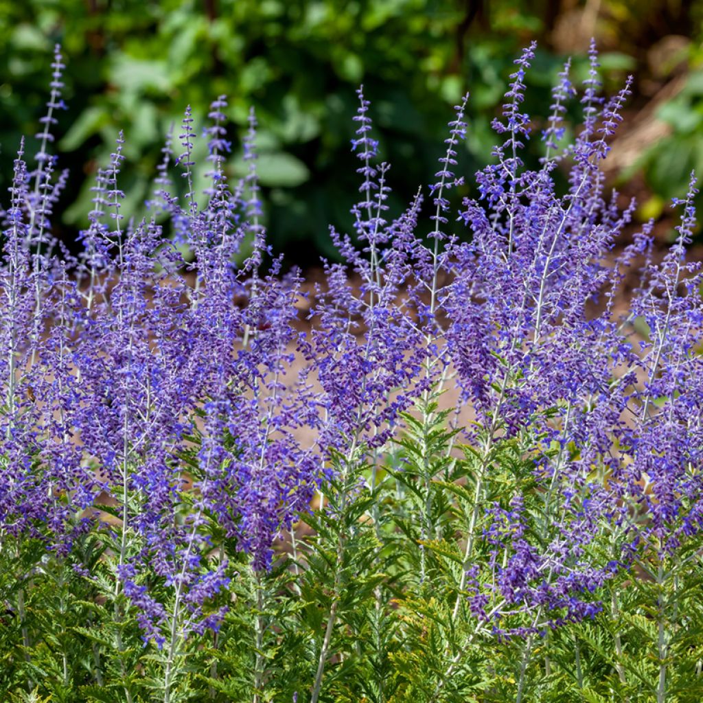 Perovskia atriplicifolia Blue Spire - Sauge de Sibérie