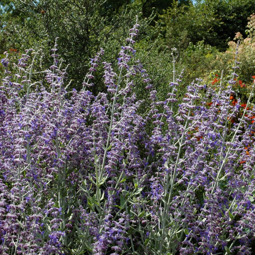 Perovskia atriplicifolia Little Spire - Sauge d'Afghanistan compacte