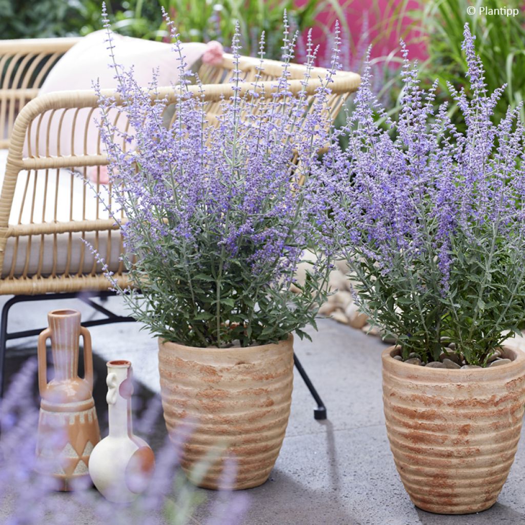 Perovskia atriplicifolia Prime Time