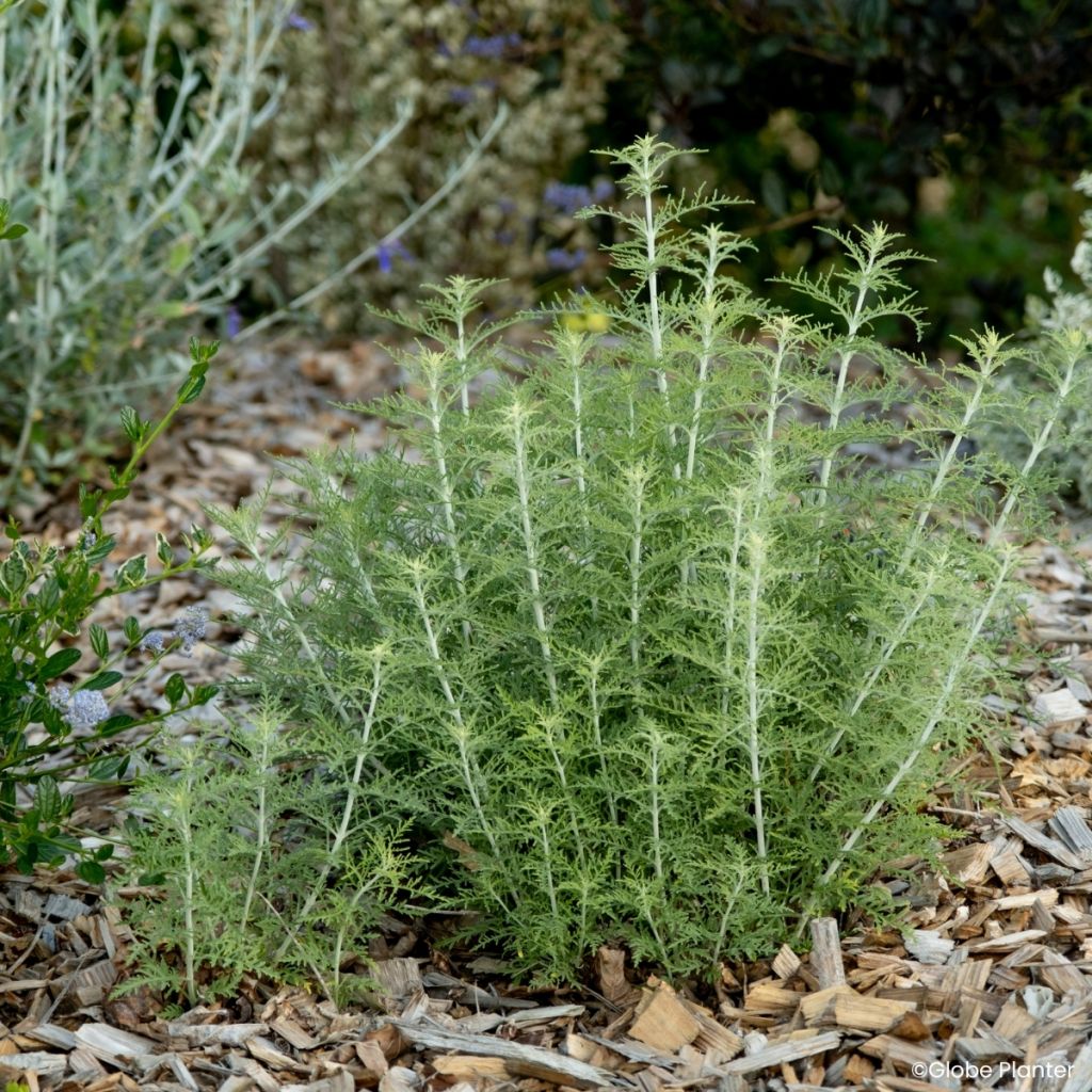 Perovskia atriplicifolia Feathery Blue - Sauge d'Afghanistan
