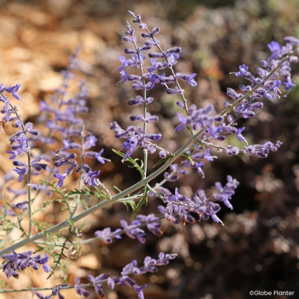 Perovskia atriplicifolia Feathery Blue - Sauge d'Afghanistan