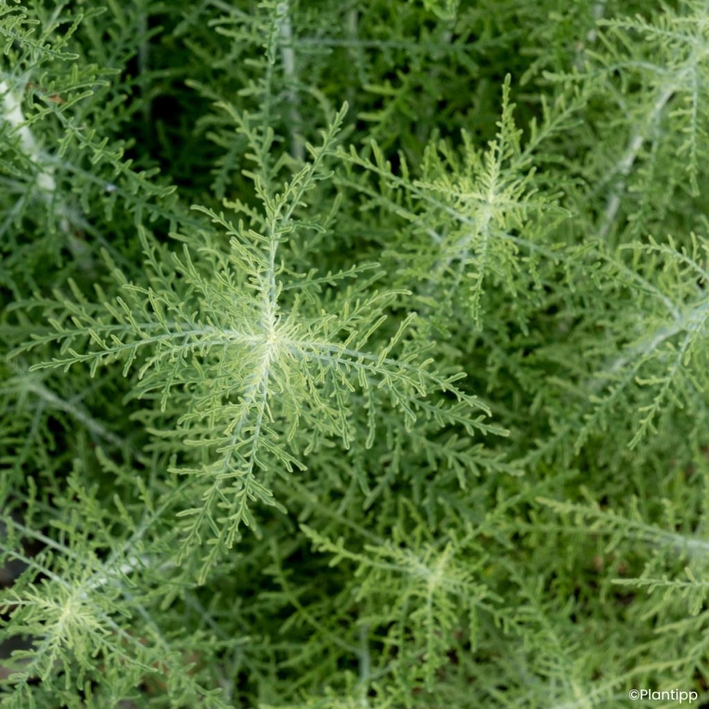 Perovskia atriplicifolia Feathery Blue - Sauge d'Afghanistan