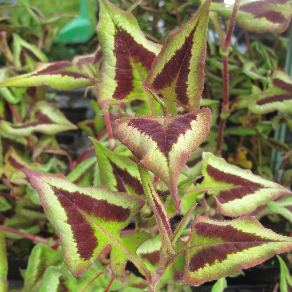 Persicaria runcinata Purple Fantasy - Renouée