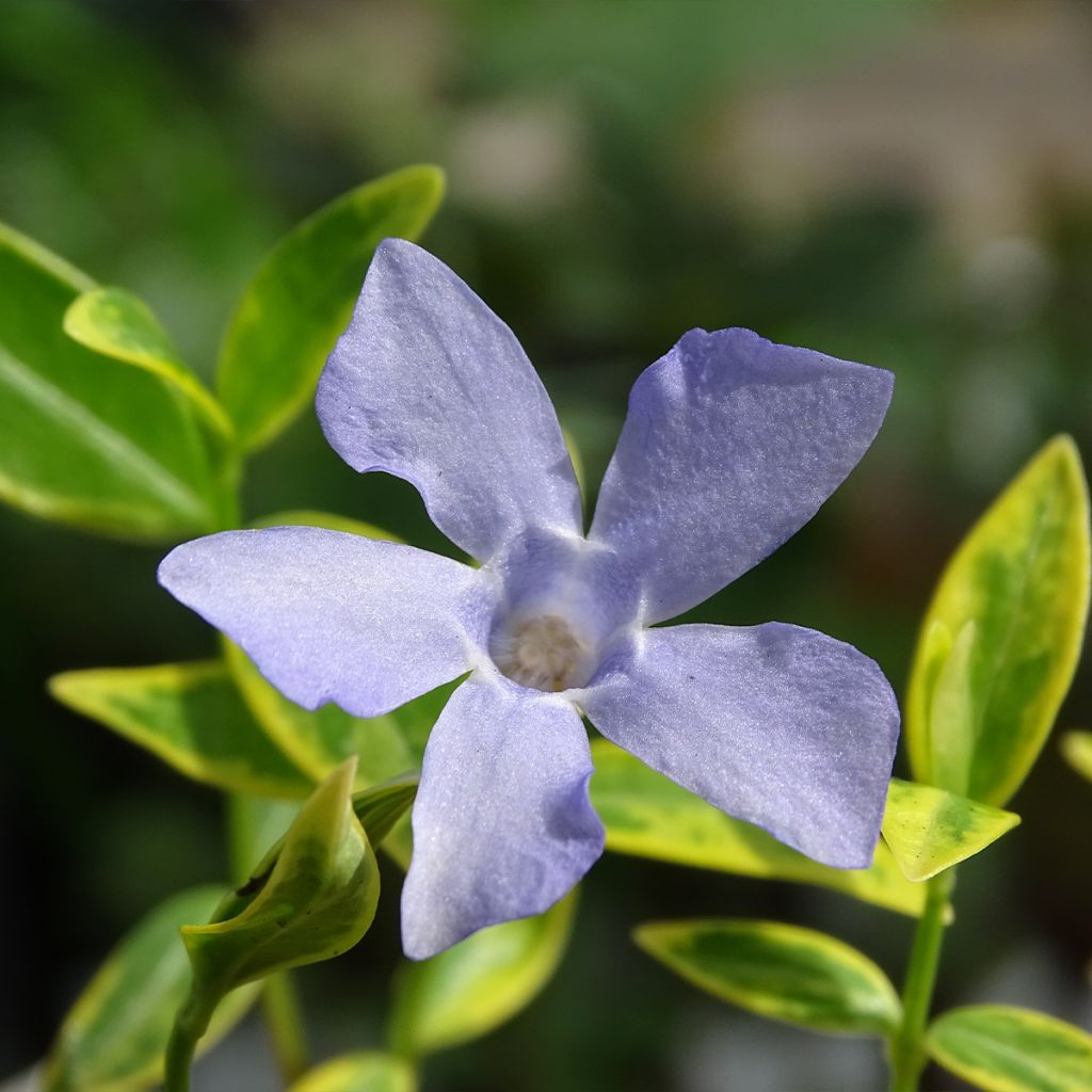 Pervenche à petite fleurs - Vinca minor Ralph Shugert -
