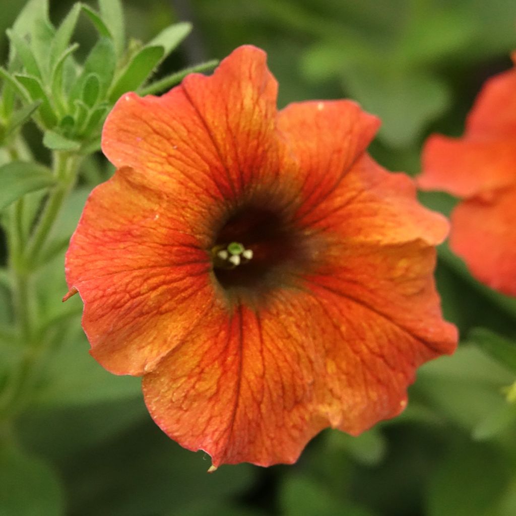 Pétunia BeautiCal Cinnamon - Petchoa hybrida