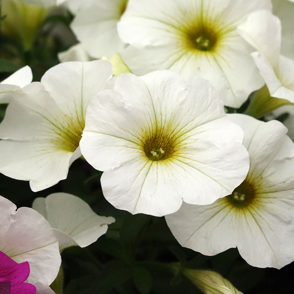 Pétunia BeautiCal Pearl White - Petchoa hybrida