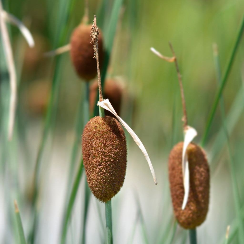 Petite massette - Typha minima
