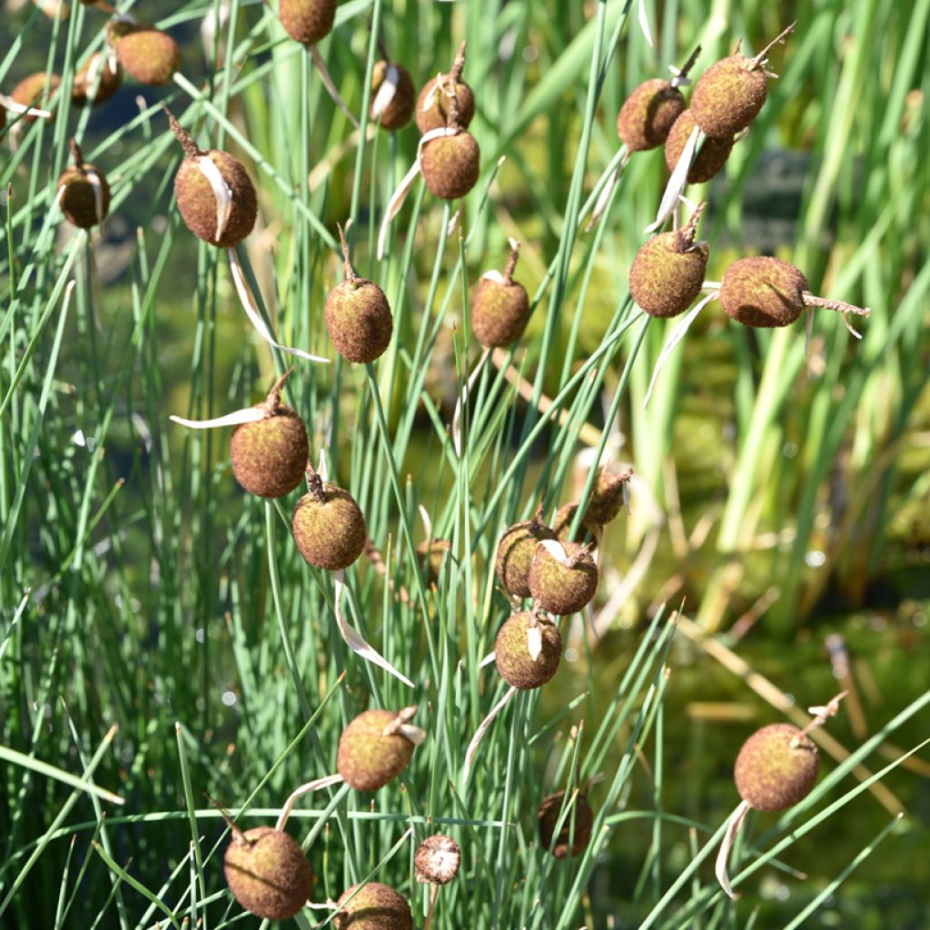 Petite massette - Typha minima
