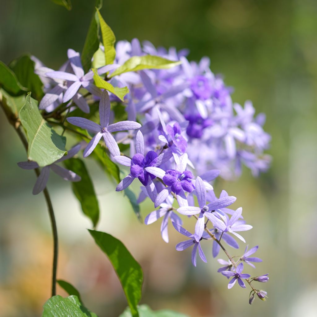 Petrea volubilis - Liane de Saint Jean