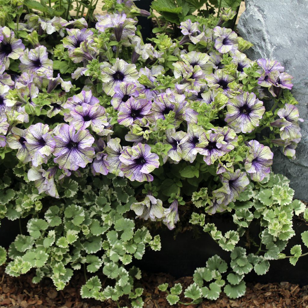 Pétunia Amazonas Plum Cockatoo