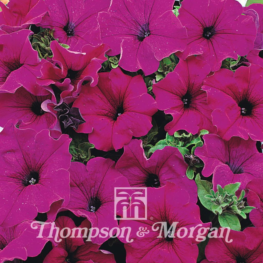 Petunia Lady Purple F1 Hybrid