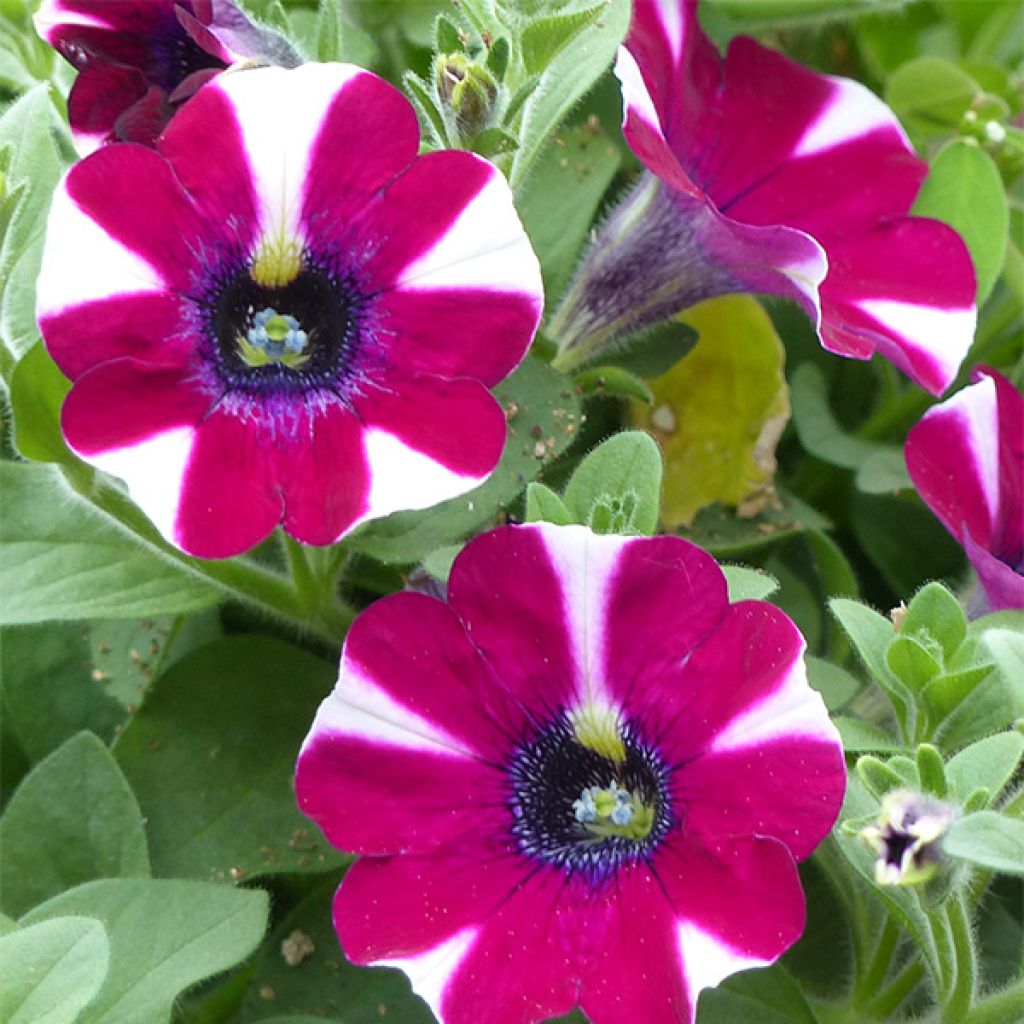 Pétunia Pretty Much Picasso
