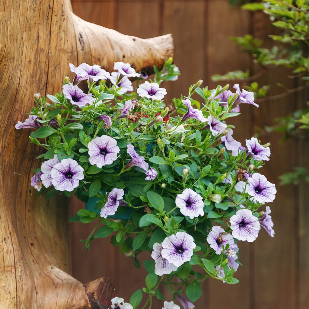 Pétunia surfinia blanc veiné bleu