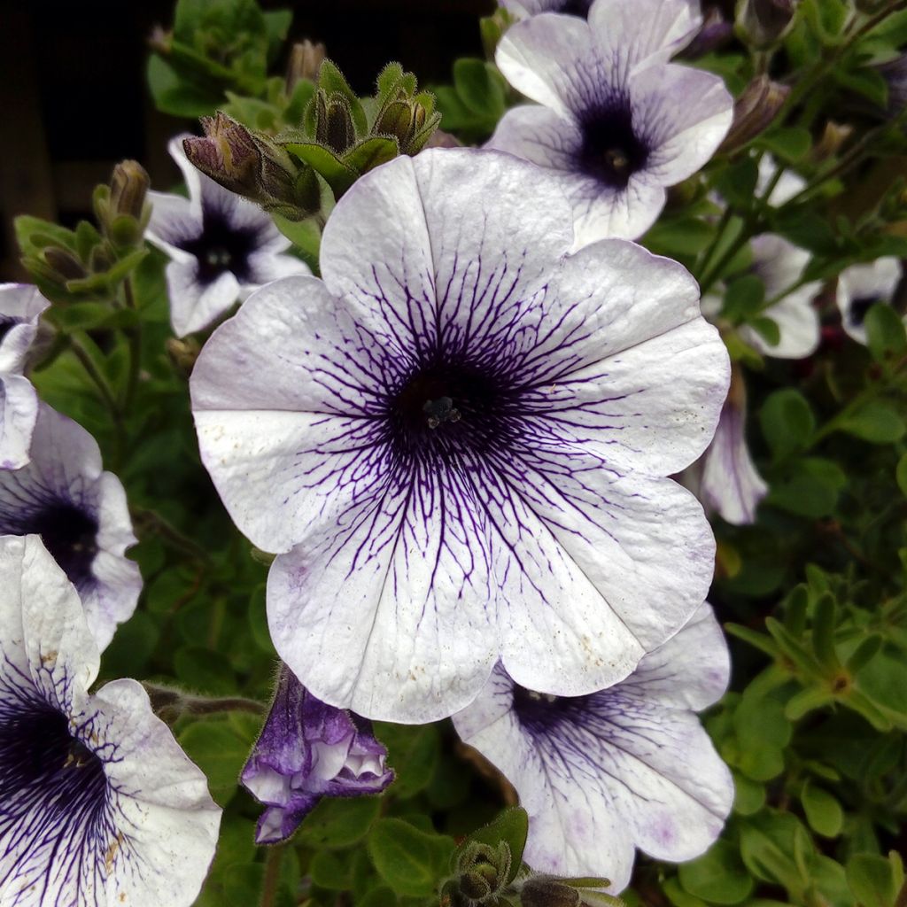 Pétunia surfinia blanc veiné bleu