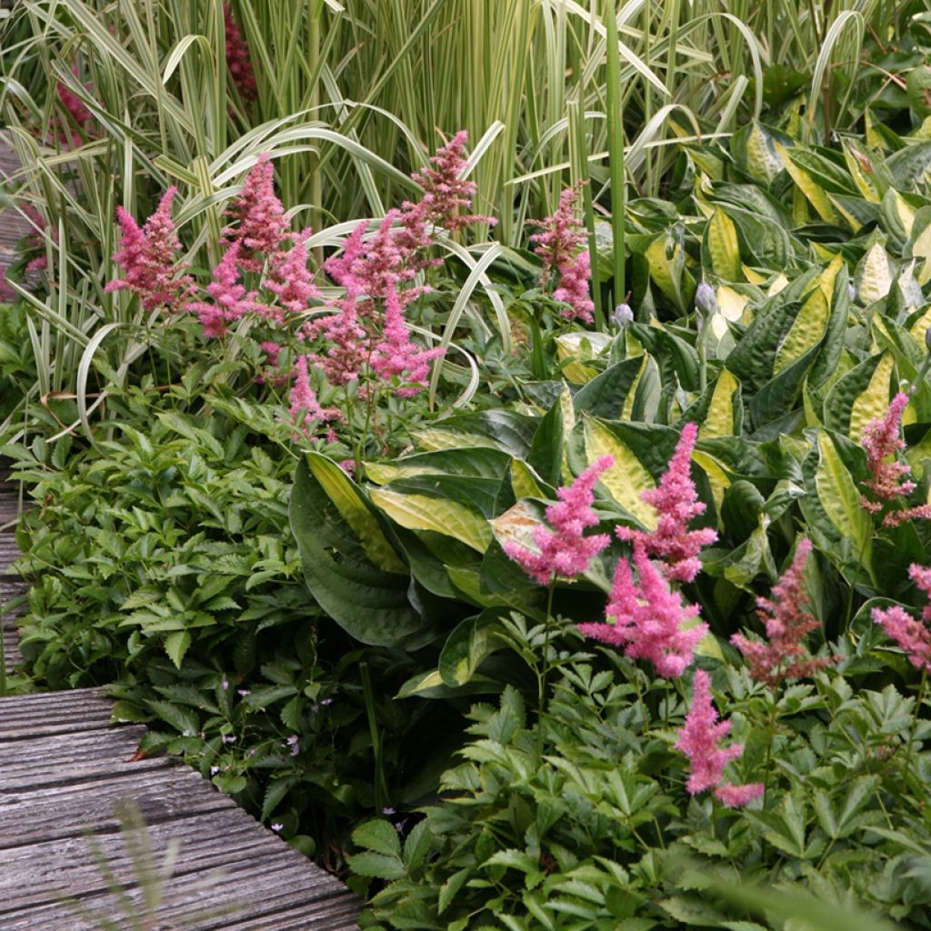 Phalaris arundinacea Picta - Alpiste faux-roseau