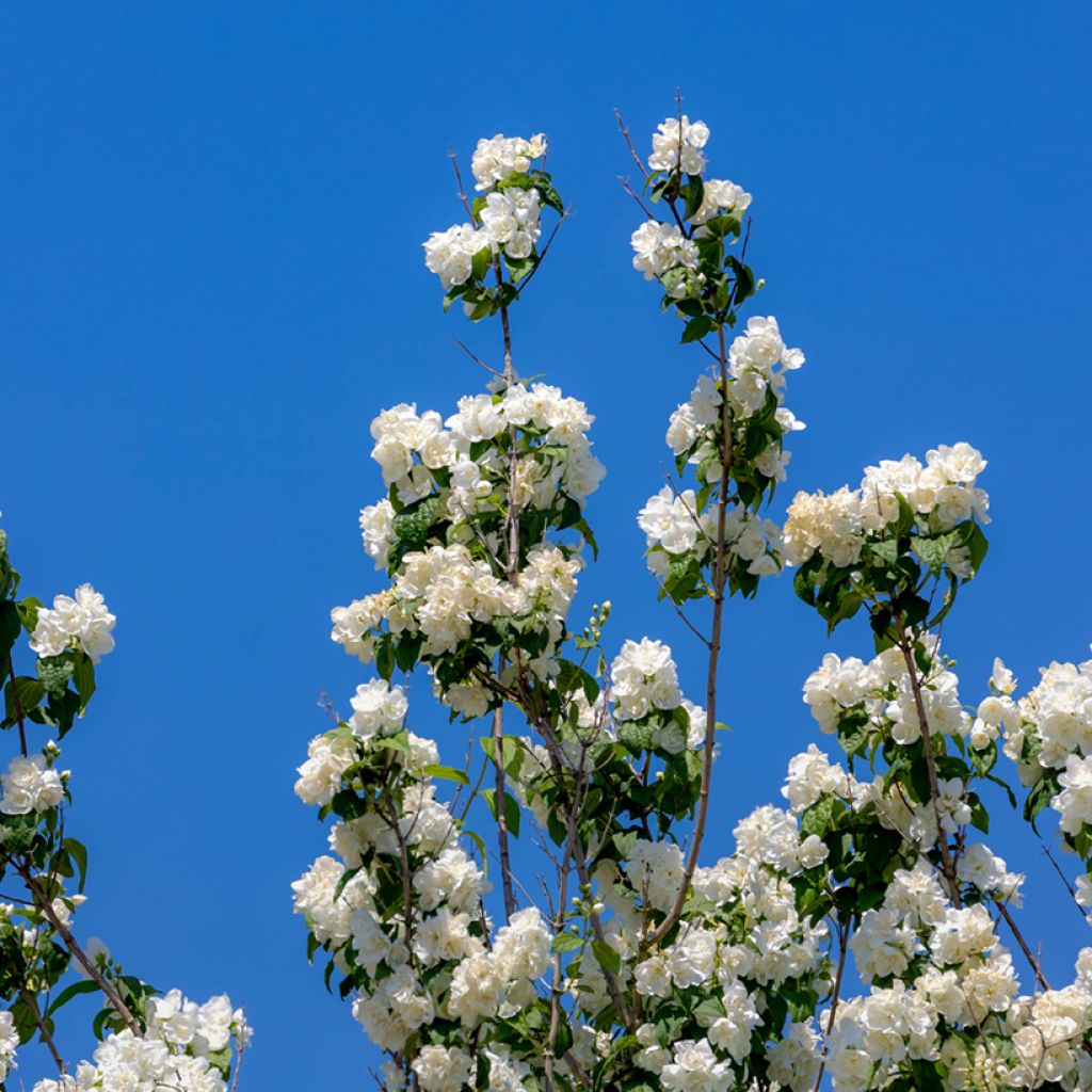 Philadelphus Virginal - Seringat blanc