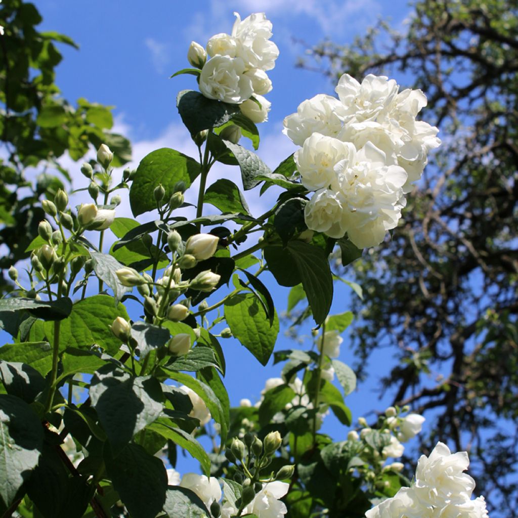 Philadelphus Virginal - Seringat blanc