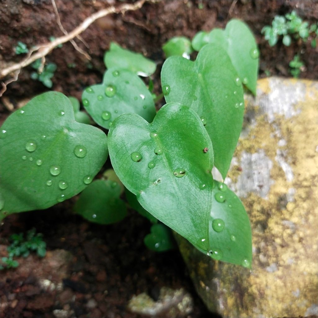 Filodendro hederaceum