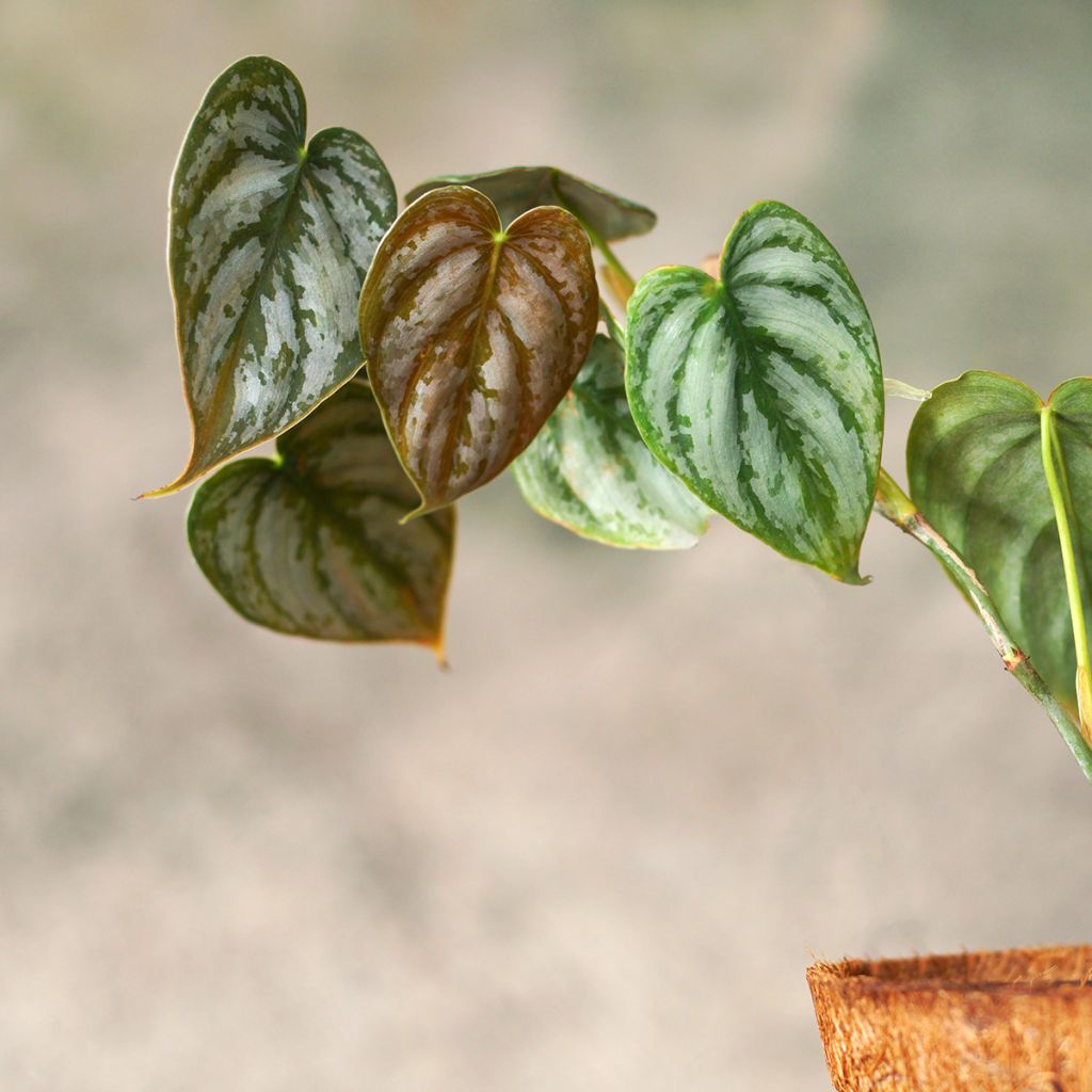 Philodendron brandtianum