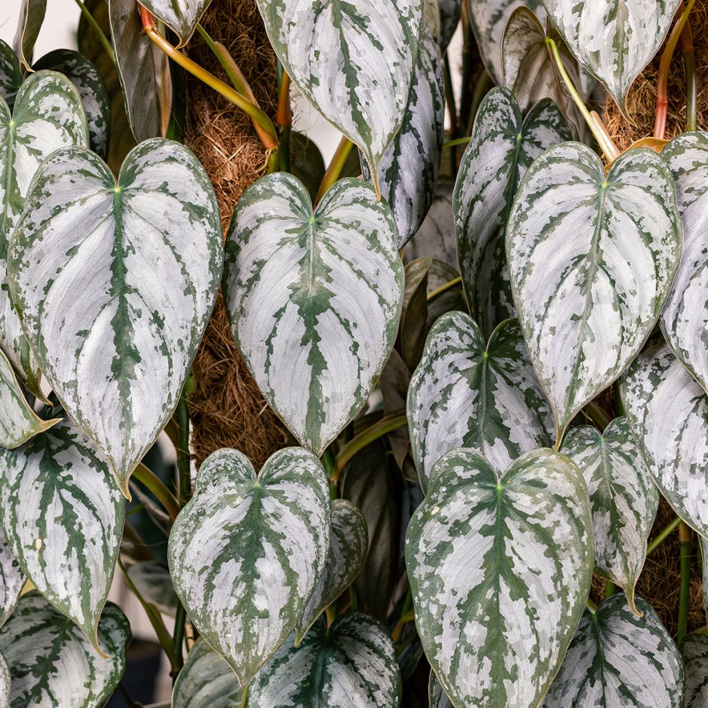 Philodendron brandtianum