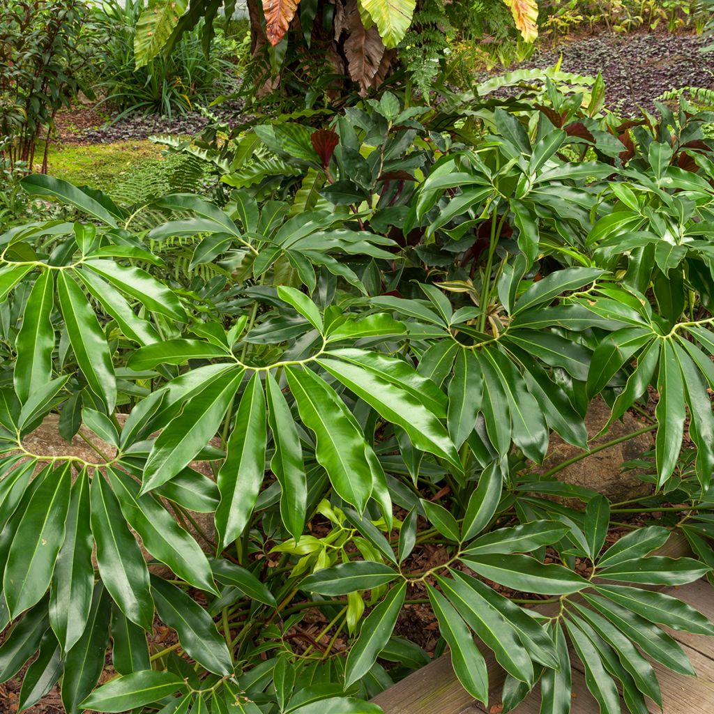 Philodendron goeldii