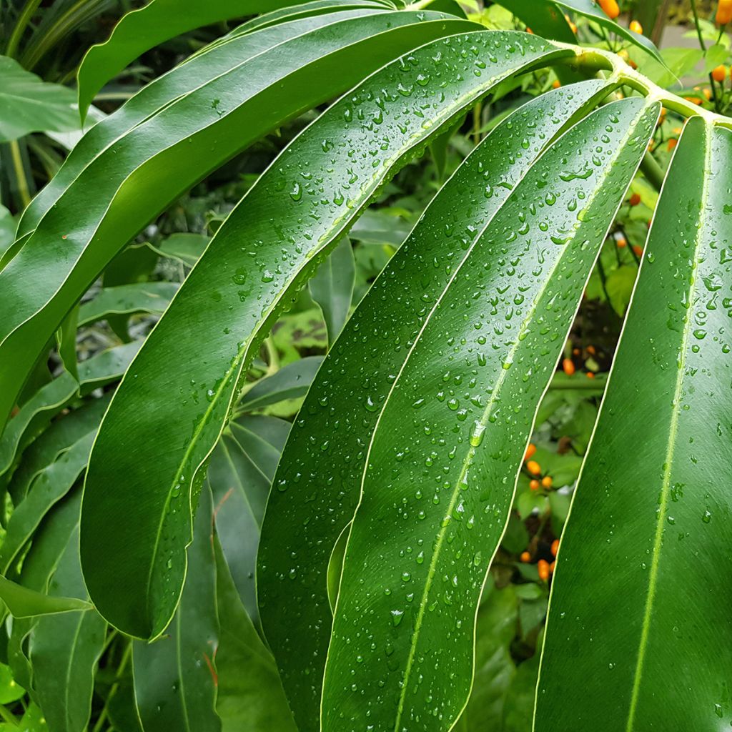 Philodendron goeldii