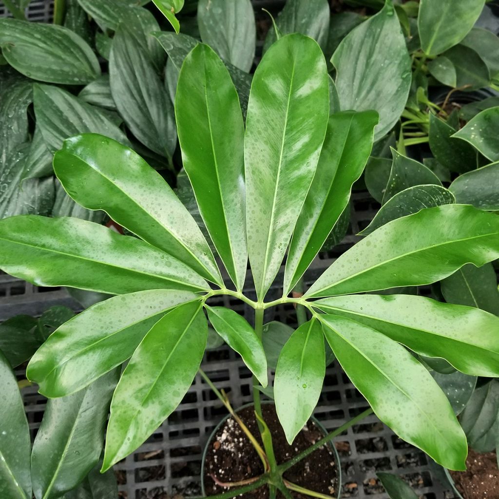 Philodendron goeldii